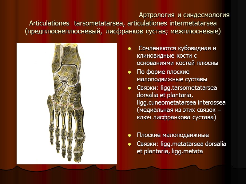 Артрология и синдесмология Articulationes  tarsometatarsea, articulationes intermetatarsea  (предплюснеплюсневый, лисфранков сустав; межплюсневые) 